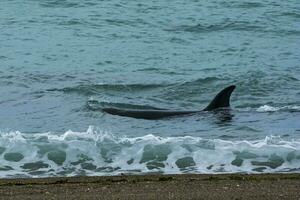 orcas caza mar leones, Patagonia , argentina foto