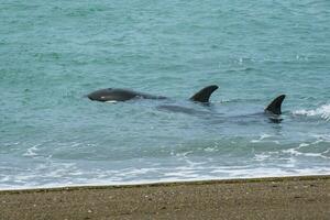 orcas caza mar leones, Patagonia , argentina foto