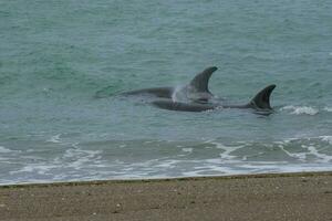 Orcas hunting sea lions, Patagonia , Argentina photo