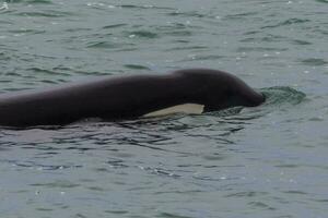 Orcas hunting sea lions, Patagonia , Argentina photo