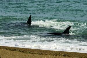 Orcas hunting sea lions, Patagonia , Argentina photo