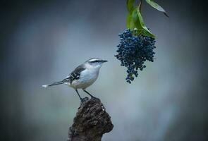 White banded Mockingbird, Patagonia, Argentina photo