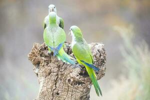 Parakeet,feeding on wild fruits, La Pampa, Patagonia, Argentina photo