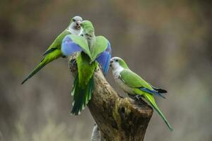 Parakeet,feeding on wild fruits, La Pampa, Patagonia, Argentina photo