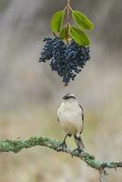 White banded Mockingbird, Patagonia, Argentina photo