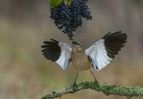 blanco congregado sinsonte, Patagonia, argentina foto