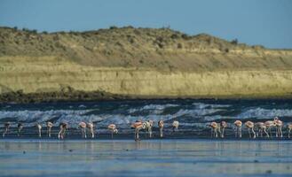 Flamingos flock, Patagonia, Argentina photo