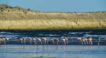 Flamingos flock, Patagonia, Argentina photo