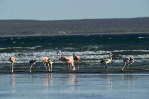 Flamingos flock, Patagonia, Argentina photo