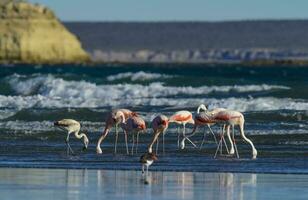 Flamingos flock, Patagonia, Argentina photo