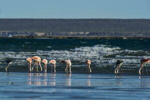 Flamingos flock, Patagonia, Argentina photo