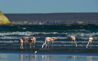 Flamingos flock, Patagonia, Argentina photo