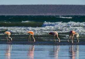 Flamingos flock, Patagonia, Argentina photo