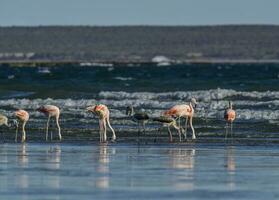 Flamingos flock, Patagonia, Argentina photo