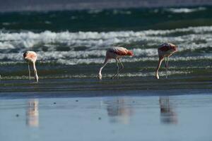 Flamingos flock, Patagonia, Argentina photo