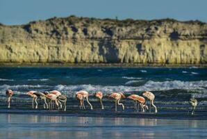 Flamingos flock, Patagonia, Argentina photo