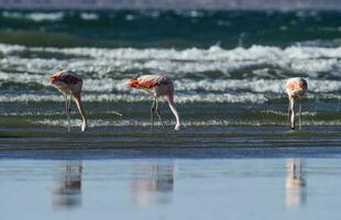 Flamingos flock, Patagonia, Argentina photo