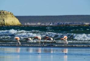 Flamingos flock, Patagonia, Argentina photo