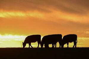 Steers fed with natural grass, Pampas, Argentina photo