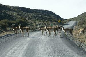 Guanacos grazing,Torres del Paine National Park, Patagonia, Chile. photo