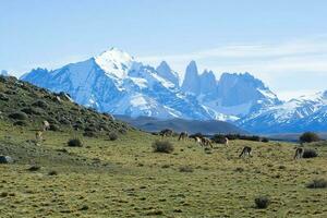 Guanacos grazing,Torres del Paine National Park, Patagonia, Chile. photo