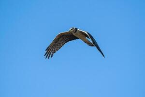 Long winged Harrier in flight, La Pampa province, Patagonia , Argentina photo