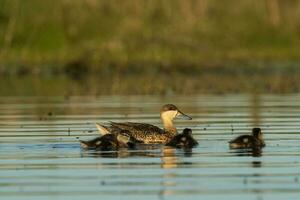 Silver teal,  with chicks, La Pampa Province, Patagonia, Argentina. photo