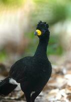 Bare faced Curassow, in a jungle environment, Pantanal Brazil photo