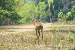 Marsh deer, pantanal Brazil photo