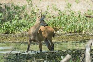 Marsh deer, pantanal Brazil photo