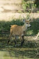 Marsh deer, pantanal Brazil photo