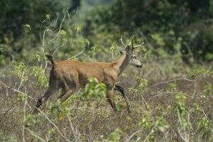 Marsh deer, pantanal Brazil photo