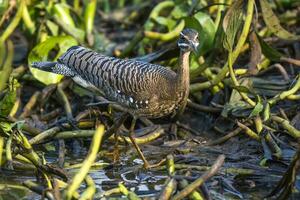 pájaro sol, en un selva ambiente, pantanal Brasil foto