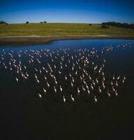 Flamingos in Patagonia, Aerial view,Argentina photo