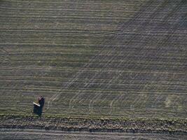 Tractor and seeder, direct sowing in the pampa, Argentina photo
