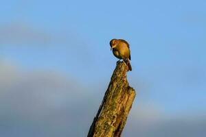 Rufous Hornero , Argentine national Bird, Cordoba Province,  Province Argentina. photo