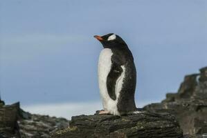 gentoo pingüino, hannah punto, antartica foto