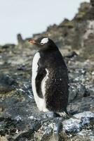 gentoo pingüino, hannah punto, antartica foto