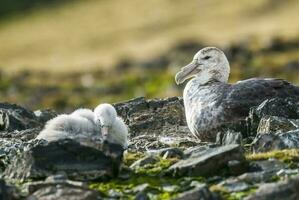 Antartic giant petrel, Hannah Point,Livingston island, South Shetlands , Antrtica photo