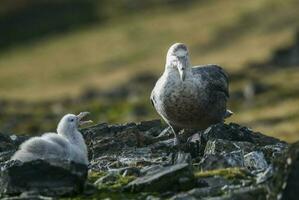 Antartic giant petrel, Hannah Point,Livingston island, South Shetlands , Antrtica photo