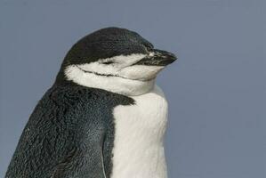 Correa de la barbilla pingüino, paulet isla, antártida, científico nombre,pygoscelis antártida foto