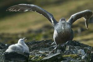 antártico gigante petrel, Hannah punto, livingston isla, sur islas shetland , antártica foto