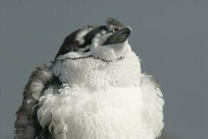 Correa de la barbilla pingüino, paulet isla, antártida, científico nombre,pygoscelis antártida foto