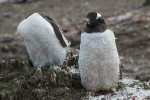 Gentoo Penguin,Hannah Point, Antartica photo