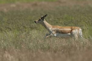 Blackbuck Antelope in Pampas plain environment, La Pampa province, Argentina photo