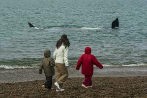 Tourists watching whales, observation from the coast photo
