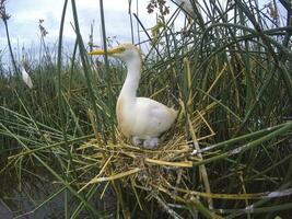 Cattle Egret, Bubulcus ibis, nesting, La Pampa Province, Patagonia, Argentina photo