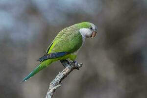 Parakeet perched on a branch of Calden , La Pampa, Patagonia, Argentina photo