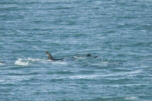 Orcas hunting sea lions, Patagonia , Argentina photo