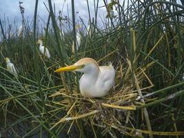 Cattle Egret, Bubulcus ibis, nesting, La Pampa Province, Patagonia, Argentina photo